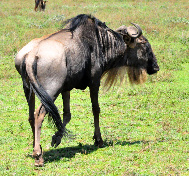 Ngorongoro Crater - Serengeti National Park